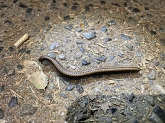 Californiulus yosemitensis
