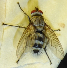 Microphthalma disjuncta