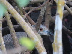 Nyctanassa violacea violacea