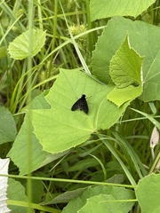 Chrysopilus connexus