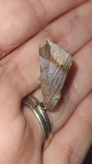 Pseudophisma aeolida