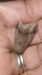 Pseudophisma aeolida