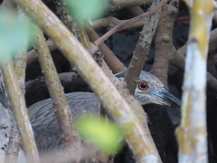 Nyctanassa violacea violacea