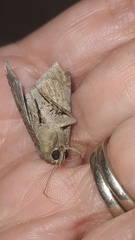 Pseudophisma aeolida