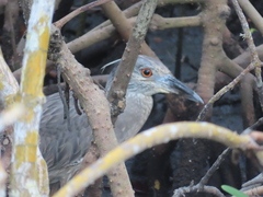 Nyctanassa violacea violacea