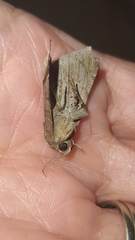 Pseudophisma aeolida