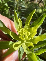 Euphorbia