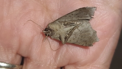 Pseudophisma aeolida