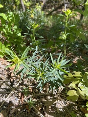 Euphorbia
