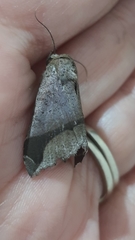 Pseudophisma aeolida