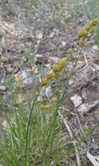 Carex bebbii