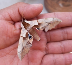 Smerinthus saliceti