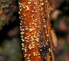 Lachnum pteridophyllum