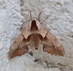 Smerinthus saliceti