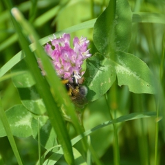 Bombus hortorum