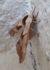 Smerinthus saliceti