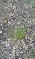 Carex bebbii