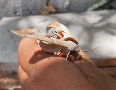 Smerinthus saliceti