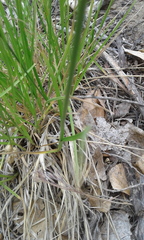 Carex bebbii