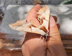Smerinthus saliceti