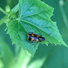Acalymma peregrinum