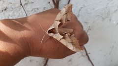 Smerinthus saliceti