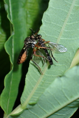Dioctria rufipes