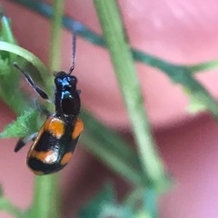 Acalymma peregrinum