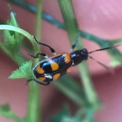 Acalymma peregrinum