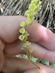 Heuchera parvifolia