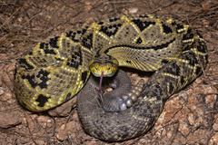 Crotalus culminatus