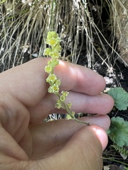 Heuchera parvifolia