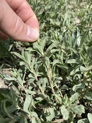 Atriplex gardneri
