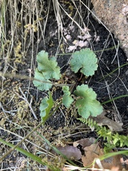 Heuchera parvifolia