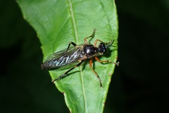 Dioctria rufipes