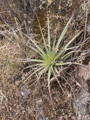 Puya ferruginea