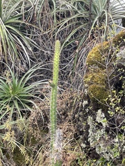 Corryocactus erectus