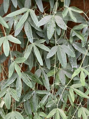 Passiflora × kewensis