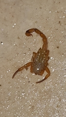 Tityus stigmurus