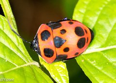 Poecilocoris nepalensis