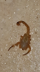 Tityus stigmurus