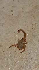 Tityus stigmurus