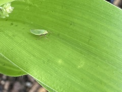 Draeculacephala constricta