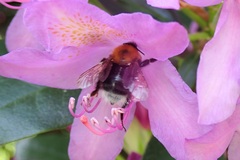Bombus hypnorum