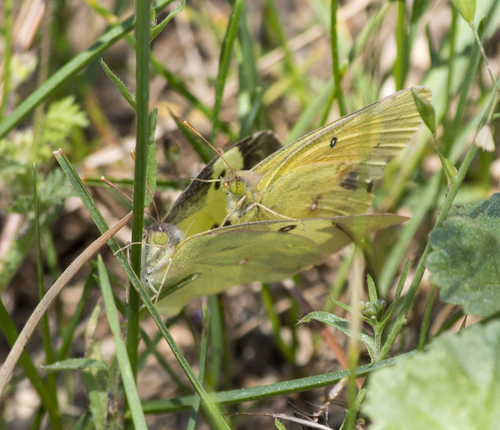 Zerene cesonia