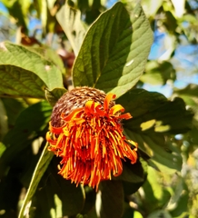 Cnicothamnus lorentzii