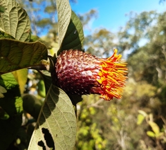 Cnicothamnus lorentzii