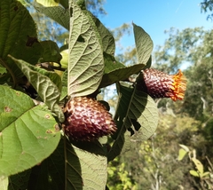 Cnicothamnus lorentzii