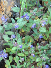 Phacelia humilis