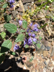 Phacelia humilis